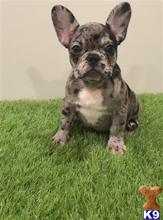 Beansthechocolatefrenchie Picture 1
